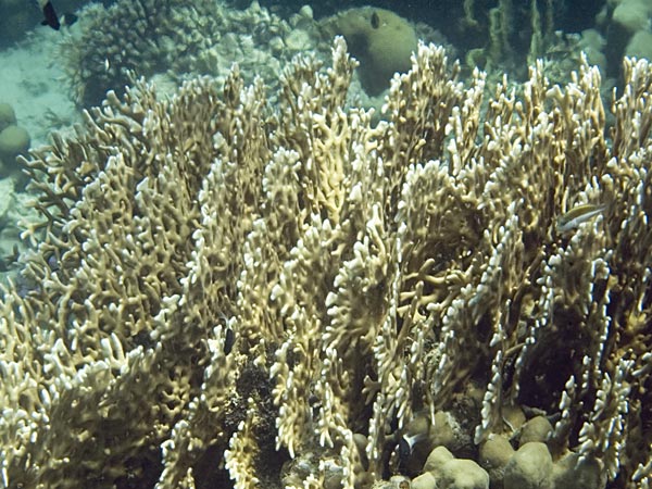 Millepora dichotoma